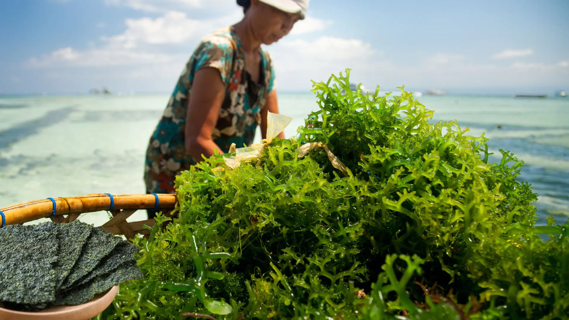 Hilirisasi Rumput Laut Indonesia